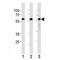 Kruppel Like Factor 4 antibody, F48146-0.4ML, NSJ Bioreagents, Western Blot image 