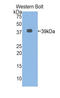Mucin 3A, Cell Surface Associated antibody, LS-C295442, Lifespan Biosciences, Western Blot image 