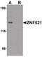 Zinc Finger Protein 521 antibody, PA5-34388, Invitrogen Antibodies, Western Blot image 
