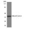 Olfactory Receptor Family 2 Subfamily A Member 14 antibody, A15365, Boster Biological Technology, Western Blot image 