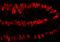 PCNA antibody, A300-277A, Bethyl Labs, Immunofluorescence image 