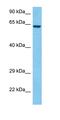 Transmembrane 7 Superfamily Member 3 antibody, orb325328, Biorbyt, Western Blot image 