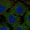 Clusterin Like 1 antibody, HPA075240, Atlas Antibodies, Immunocytochemistry image 