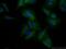 Indoleamine 2,3-Dioxygenase 2 antibody, 25053-1-AP, Proteintech Group, Immunofluorescence image 