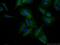 Indoleamine 2,3-dioxygenase 2 antibody, 25053-1-AP, Proteintech Group, Immunofluorescence image 