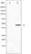 Gap Junction Protein Alpha 1 antibody, abx010826, Abbexa, Western Blot image 