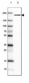 Ubiquitin Specific Peptidase 32 antibody, NBP2-13509, Novus Biologicals, Western Blot image 