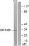 Olfactory Receptor Family 13 Subfamily D Member 1 antibody, abx015402, Abbexa, Western Blot image 