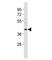 BMI1 Proto-Oncogene, Polycomb Ring Finger antibody, F53430-0.4ML, NSJ Bioreagents, Western Blot image 