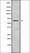 Ubiquilin 2 antibody, orb338776, Biorbyt, Western Blot image 