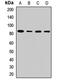 Suv3 Like RNA Helicase antibody, LS-C668156, Lifespan Biosciences, Western Blot image 