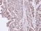 SGSH antibody, LS-C185423, Lifespan Biosciences, Immunohistochemistry frozen image 