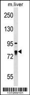 La Ribonucleoprotein Domain Family Member 4 antibody, 59-295, ProSci, Western Blot image 