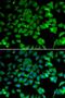 Te2 antibody, PA5-77096, Invitrogen Antibodies, Immunofluorescence image 
