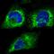 Reticulocalbin 2 antibody, HPA030694, Atlas Antibodies, Immunofluorescence image 