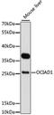 OCIA domain-containing protein 1 antibody, A11630, ABclonal Technology, Western Blot image 