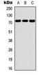 Eukaryotic Translation Initiation Factor 2 Alpha Kinase 2 antibody, LS-C358476, Lifespan Biosciences, Western Blot image 