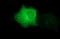 Tubulin Beta 2B Class IIb antibody, LS-C338154, Lifespan Biosciences, Immunofluorescence image 