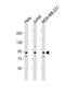 Histone H2A deubiquitinase MYSM1 antibody, 55-235, ProSci, Western Blot image 