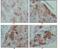 Paternally Expressed 10 antibody, MA5-15476, Invitrogen Antibodies, Immunohistochemistry frozen image 