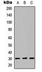 LYL1 Basic Helix-Loop-Helix Family Member antibody, abx121512, Abbexa, Western Blot image 