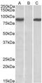 Signal Transducer And Activator Of Transcription 4 antibody, GTX88039, GeneTex, Western Blot image 