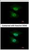 NGFI-A-binding protein 2 antibody, NBP2-19462, Novus Biologicals, Immunocytochemistry image 