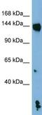 NLR Family Pyrin Domain Containing 1 antibody, ab98181, Abcam, Western Blot image 