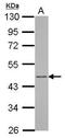 ADP Ribosylation Factor Interacting Protein 1 antibody, GTX123214, GeneTex, Western Blot image 