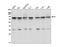 Metadherin antibody, PB9338, Boster Biological Technology, Western Blot image 