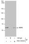 Aryl Hydrocarbon Receptor Nuclear Translocator Like antibody, PA5-34830, Invitrogen Antibodies, Immunoprecipitation image 