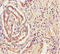 Tyrosylprotein Sulfotransferase 2 antibody, LS-C318100, Lifespan Biosciences, Immunohistochemistry paraffin image 