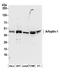 ADP Ribosylation Factor Interacting Protein 1 antibody, A304-676A, Bethyl Labs, Western Blot image 