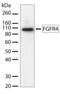 Fibroblast Growth Factor Receptor 4 antibody, 710210, Invitrogen Antibodies, Western Blot image 