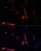 NFKB Inhibitor Alpha antibody, 16-804, ProSci, Immunofluorescence image 