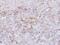 5'-Nucleotidase Ecto antibody, PA5-27336, Invitrogen Antibodies, Immunohistochemistry frozen image 