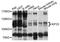 Kinesin Family Member 23 antibody, STJ112696, St John