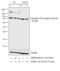 Eukaryotic Translation Initiation Factor 2B Subunit Epsilon antibody, 44-530G, Invitrogen Antibodies, Western Blot image 