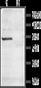 Cyclic Nucleotide Gated Channel Alpha 4 antibody, GTX16678, GeneTex, Western Blot image 
