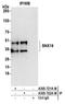 Sorting Nexin 16 antibody, A305-721A-M, Bethyl Labs, Immunoprecipitation image 
