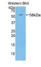 Sulfite Oxidase antibody, LS-C314321, Lifespan Biosciences, Western Blot image 