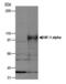 HIF1-alpha antibody, PA3-16521, Invitrogen Antibodies, Western Blot image 