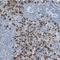 Mcl antibody, NBP1-84445, Novus Biologicals, Immunohistochemistry frozen image 