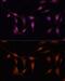 FKBP Prolyl Isomerase 5 antibody, GTX66429, GeneTex, Immunofluorescence image 