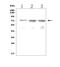 Leucine Rich Repeat Containing 32 antibody, A08199-1, Boster Biological Technology, Western Blot image 