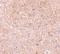 Caspase-13 antibody, NBP1-76812, Novus Biologicals, Immunohistochemistry paraffin image 