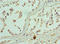 Enhancer Of Zeste 1 Polycomb Repressive Complex 2 Subunit antibody, LS-C378984, Lifespan Biosciences, Immunohistochemistry paraffin image 