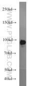 BTB Domain And CNC Homolog 1 antibody, 14018-1-AP, Proteintech Group, Western Blot image 