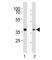 NK2 Homeobox 5 antibody, F52860-0.4ML, NSJ Bioreagents, Western Blot image 