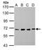 Nucleoporin 62 antibody, LS-C185925, Lifespan Biosciences, Western Blot image 